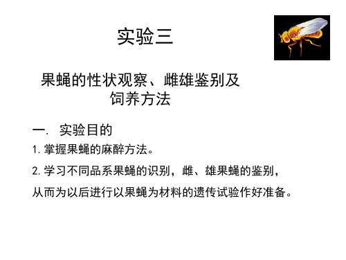 实验三果蝇的性状观察、雌雄鉴别及饲养方法.ppt