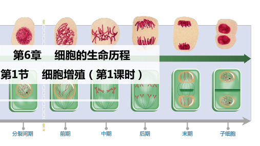 【生物】细胞的增殖(第1课时) 2023-2024学年高一生物上学期优质课件(2019人教版必修1)