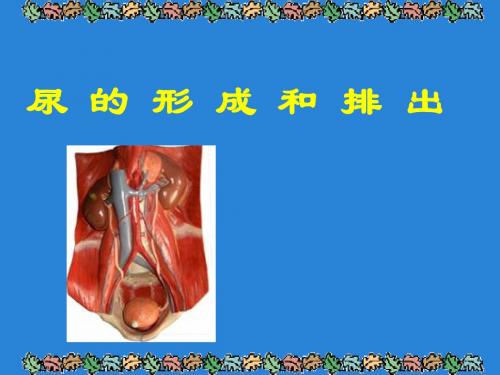 【初中生物】尿的形成和排出PPT课件13