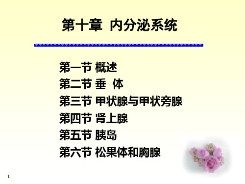 人体解剖生理学 内分泌系统
