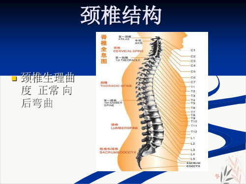 颈椎病预防与保健PPT课件