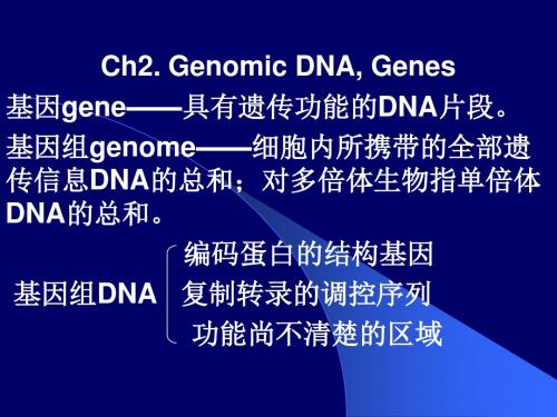 分子生物学课件2Ch2. Genomic DNA, Genes