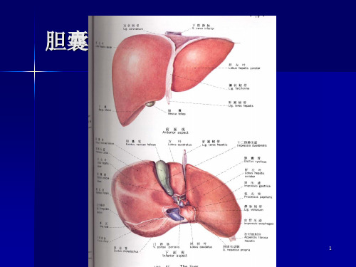 胆囊疾病超声