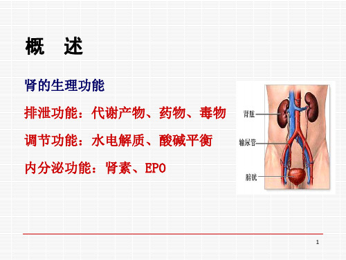 肾衰竭的病理学变化(病理病生理学课件)