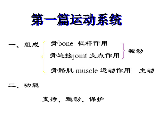 人体解剖学-精品课件