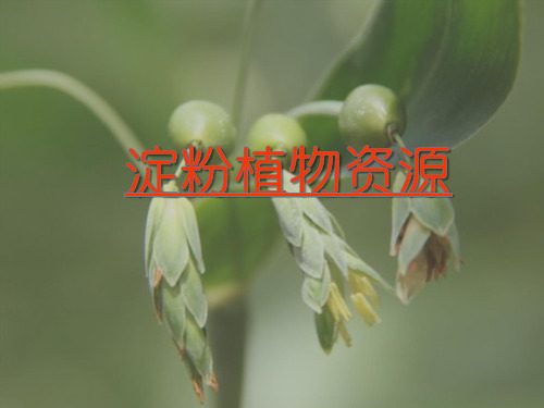 淀粉植物资源