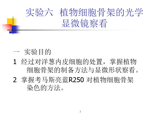 植物细胞骨架的光学显微镜观察ppt课件