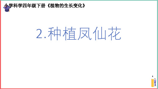 小学科学精品课件【四下1-2《种植凤仙花》】