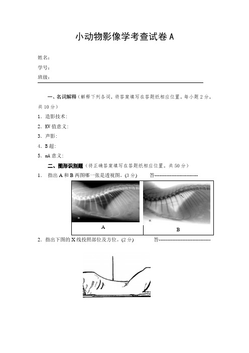 小动物影像学考查试卷A