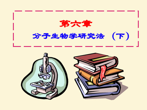 第8章(下)-分子生物学基本研究法