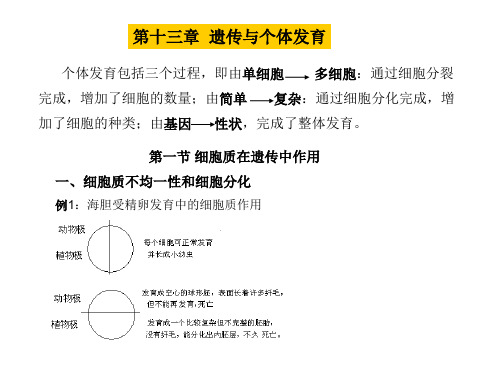 个体发育包括三个过程