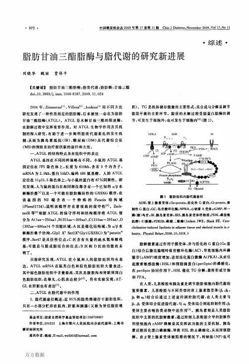 脂肪甘油三酯脂酶与脂代谢的研究新进展