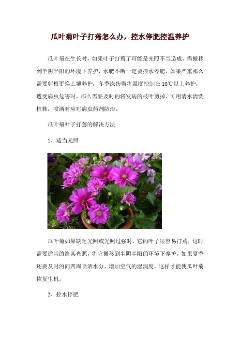 瓜叶菊叶子打蔫怎么办,控水停肥控温养护