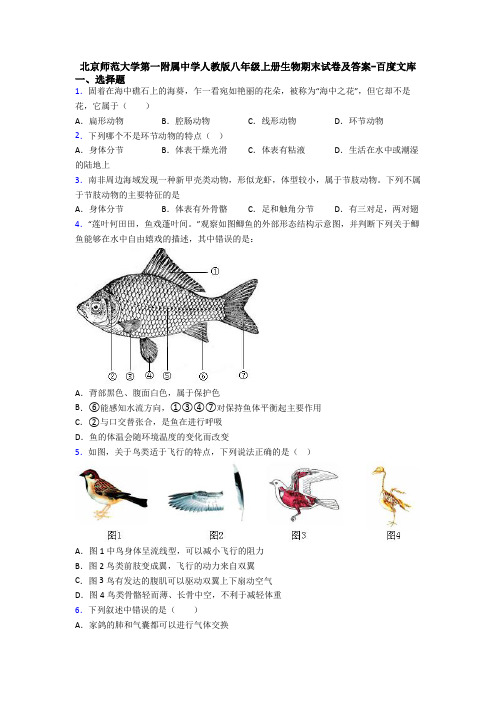 北京师范大学第一附属中学人教版八年级上册生物期末试卷及答案-百度文库