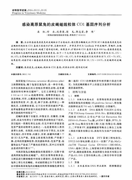 感染高原鼠兔的皮蝇蛆线粒体CO1基因序列分析