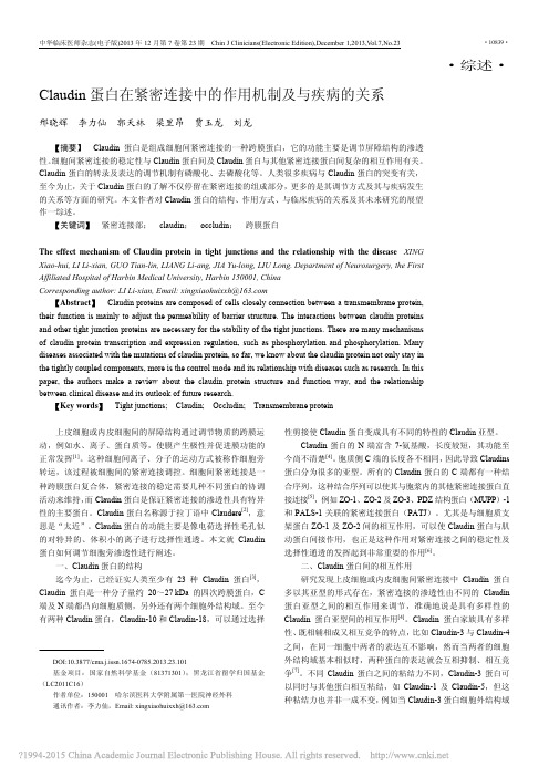 Claudin蛋白在紧密连接中的作用机制及与疾病的关系_邢晓辉