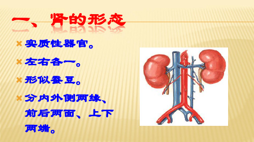 肾脏解剖结构图