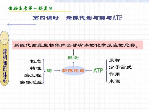 新陈代谢与酶与ATP