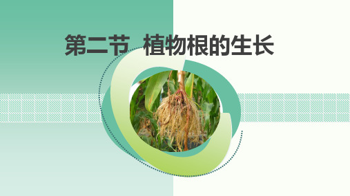 5-2.植物根的生长课件2021-2022学年苏教版生物七年级上册