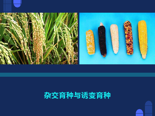 高一生物必修杂交育种和诱变育种