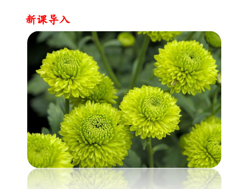 四年级上册语文5古诗三首《菊花》