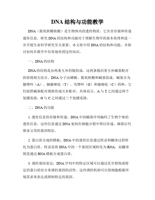 DNA结构与功能教学