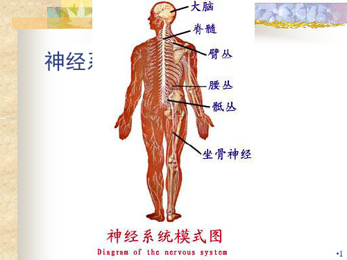 神经系统解剖学PPT课件