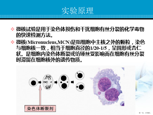 骨髓细胞微核实验