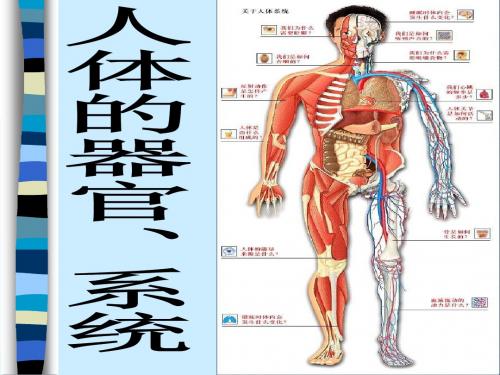 器官和系统