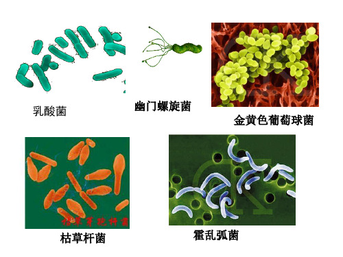 第四章第二节细菌的结构课件(人教版生物)