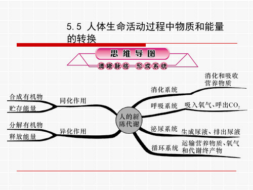 5.5 人体生命活动过程中物质和能量的转换
