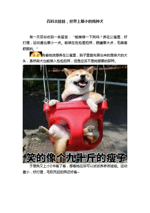 百科吉娃娃，世界上最小的纯种犬