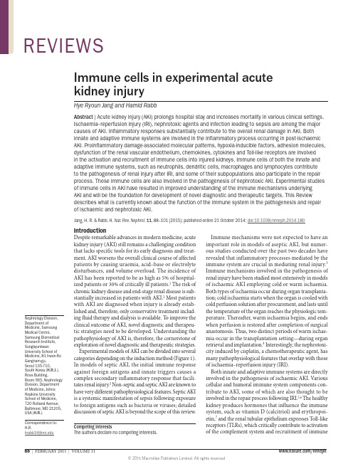 Immune cells in experimental acute kidney injury