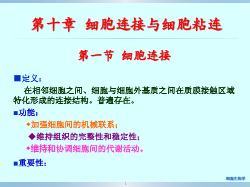 医学细胞生物学：第十章 细胞连接与细胞粘连