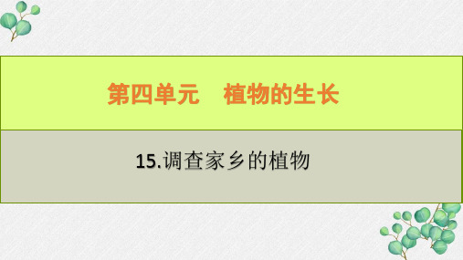 六三制新青岛版四年级科学下册《15调查家乡植物》PPT课件
