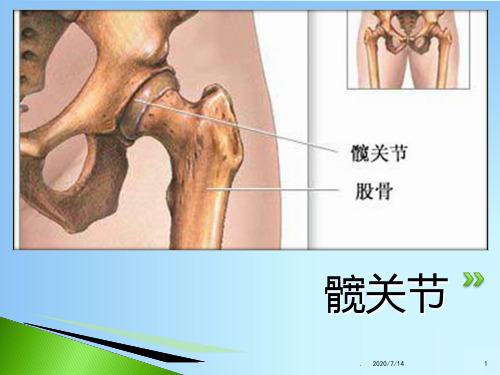 髋关节的解剖PPT课件