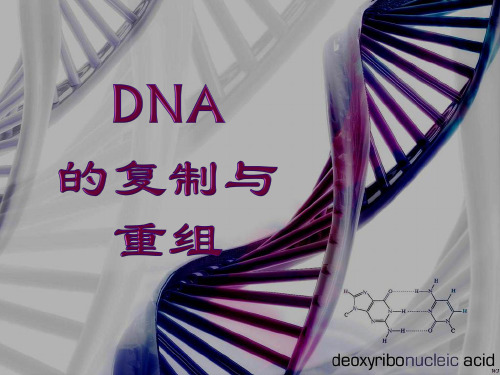 DNA 的复制与重组