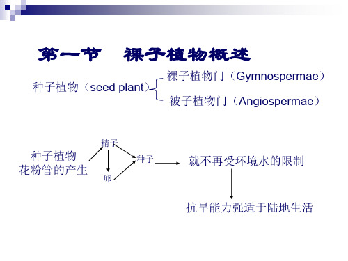 裸子植物门