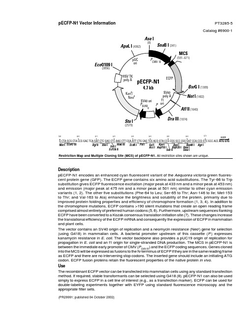 质粒pECFP-N1图谱
