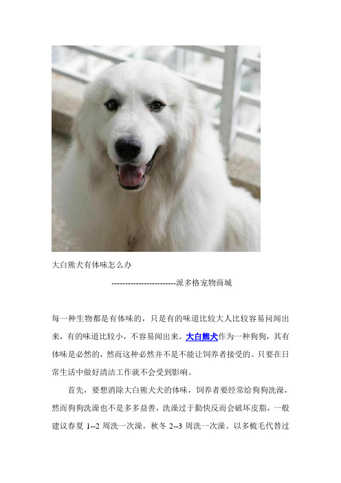 大白熊犬有体味怎么办