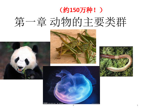 (复习)第一章动物的主要类群