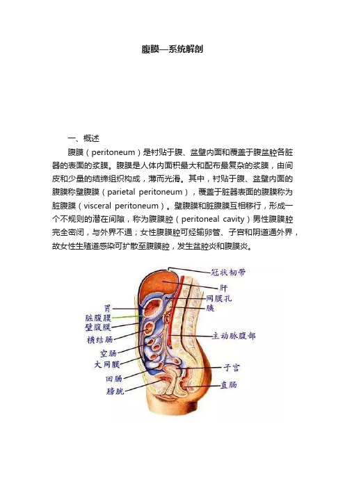 腹膜—系统解剖