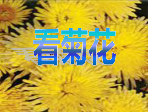 看菊花家长开放日PPT课件