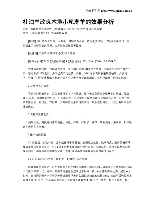 杜泊羊改良本地小尾寒羊的效果分析