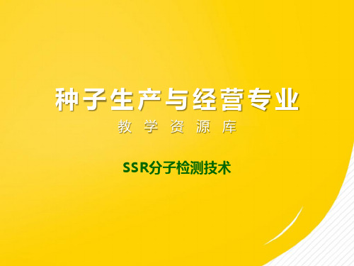 SSR分子检测技术优秀文档