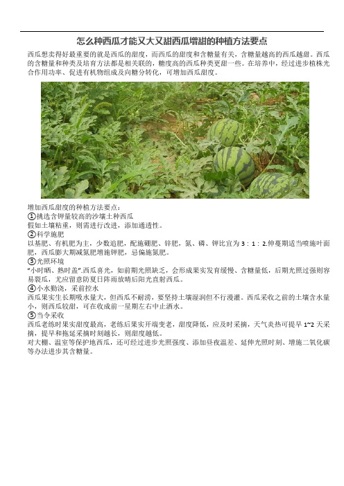 怎么种西瓜才能又大又甜西瓜增甜的种植方法要点