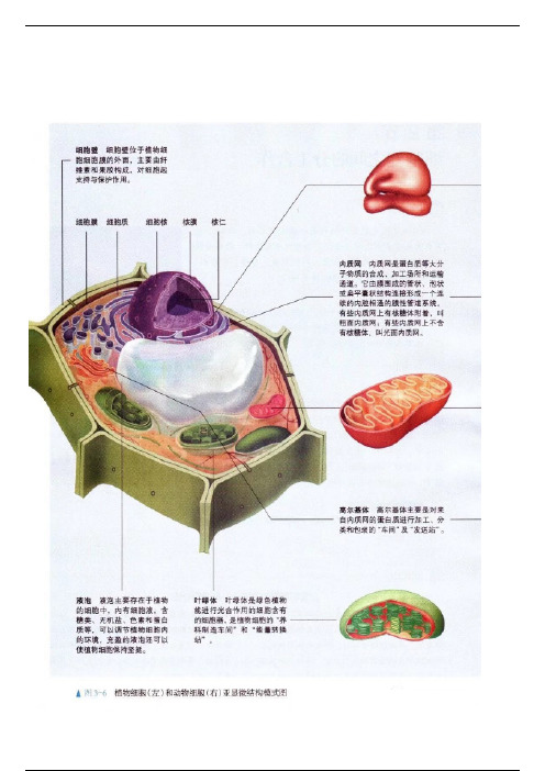 干货  那些重要的细胞结构图！超详细！