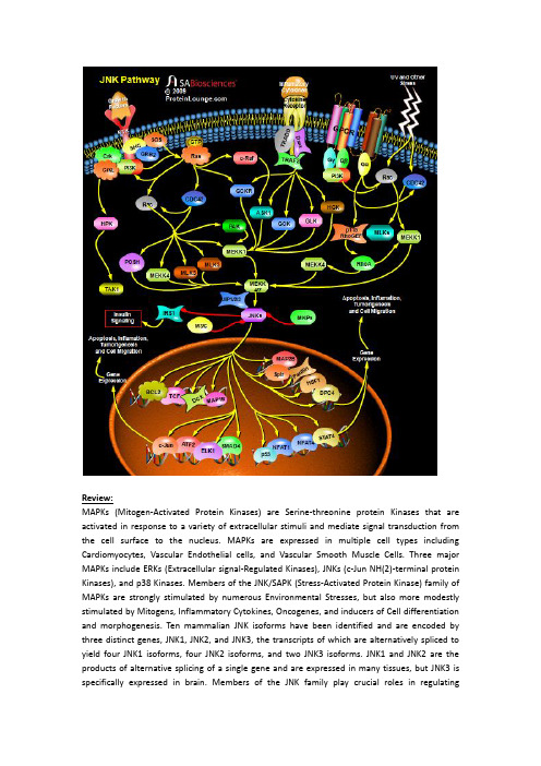 JNK-pathway