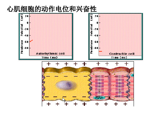 心肌细胞的动作电位和兴奋性