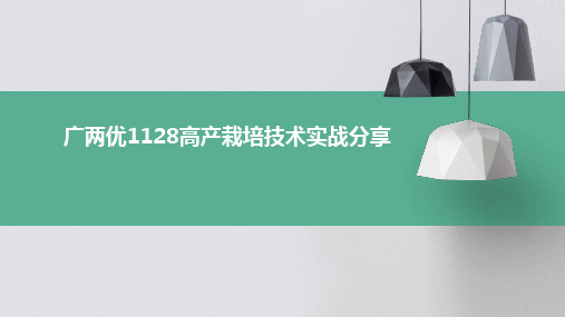 广两优1128高产栽培技术实战分享